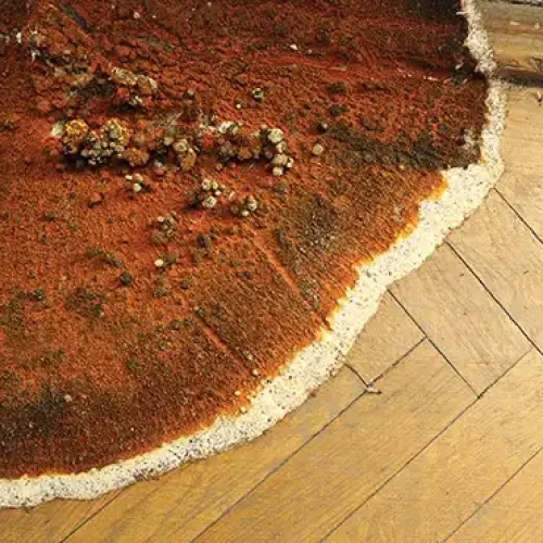 Réalisation A.B.C. Détermitage, traitement des termites à Aizenay